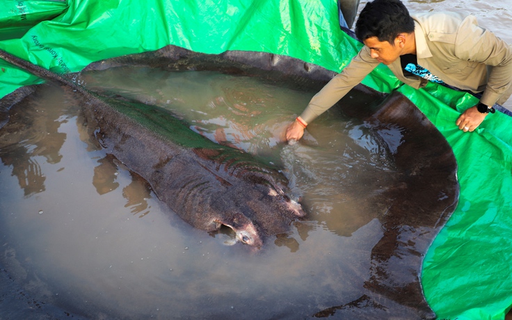 Con cá nước ngọt ‘lớn nhất thế giới’ bị bắt ở Campuchia và cái kết vui