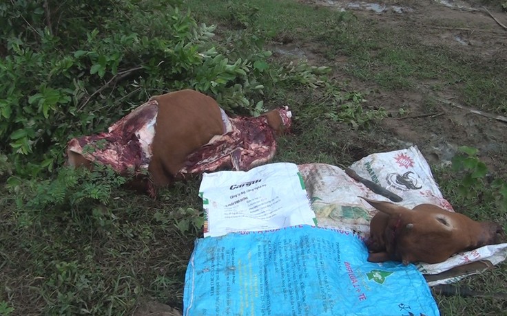 Trộm bò xẻ thịt lấy đùi ở Phú Yên