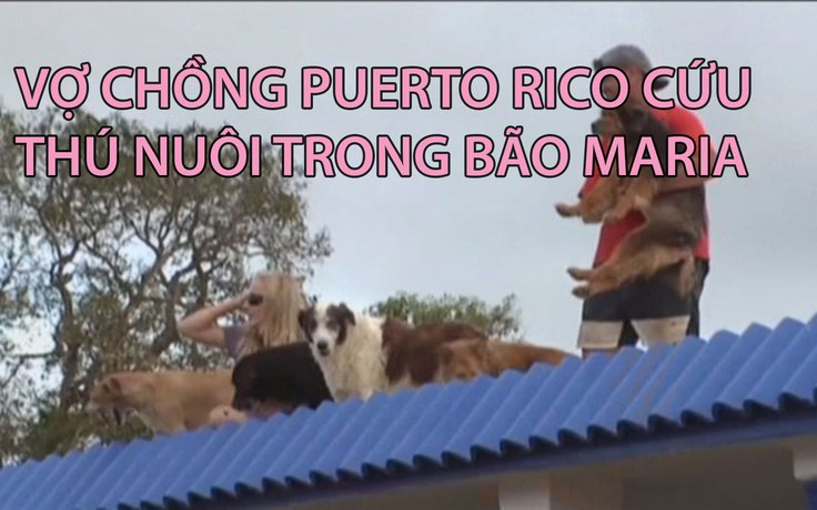 Gửi con cho bạn, vợ chồng Puerto Rico cứu 7 chó, 8 mèo trong bão Maria
