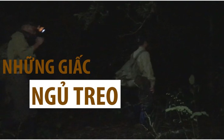 Giấc ngủ treo giữa rừng già