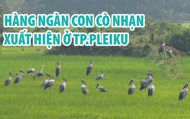 Hàng ngàn con cò nhạn bất ngờ xuất hiện ở TP.Pleiku