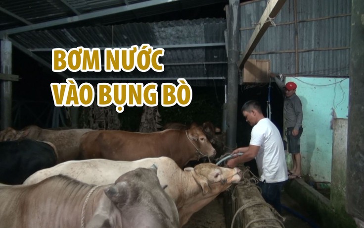 Bơm nước vào bụng bò trước khi giết mổ