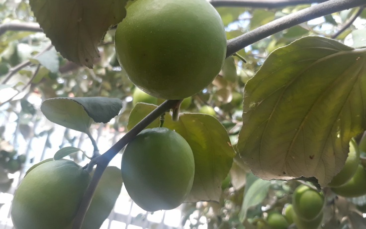 Cận cảnh loại táo bom khổng lồ cho nông dân thu nhập gấp đôi táo thường