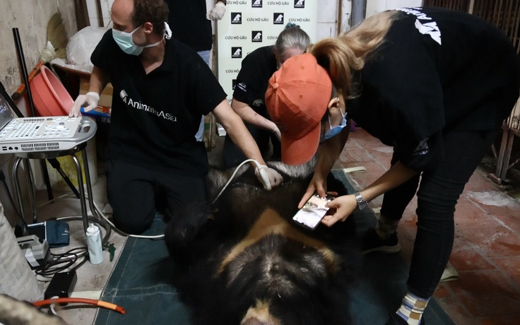 Cận cảnh giải cứu 3 con gấu bị nuôi nhốt để hút mật ở Lạng Sơn