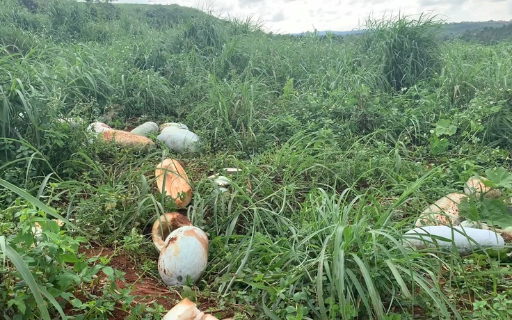 Vì Covid-19, nông dân Đắk Nông không bán được bí đao: lấy tiền đâu để con nhập học