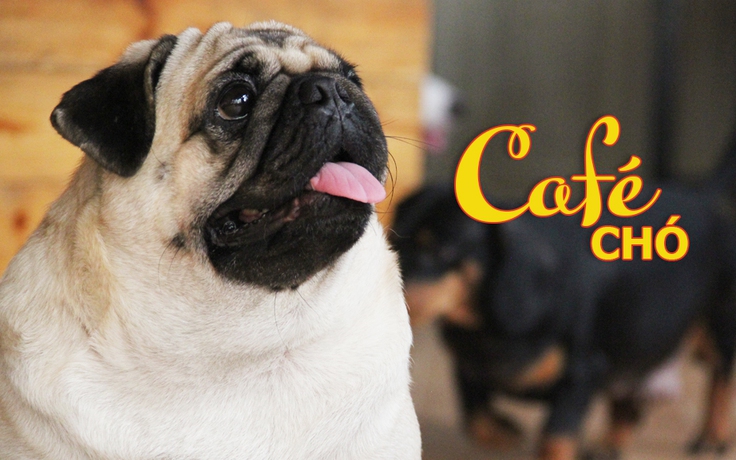 [360 ĐỘ NGON] Cà phê cún cưng, một thế giới đầy thú vị ở Sài Gòn