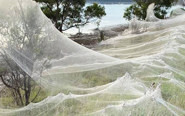 Siêu thực màng tơ nhện khổng lồ bồng bềnh trên đồng cỏ Úc