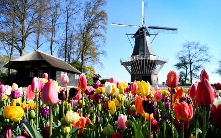 Mùa hoa tulip Hà Lan vắng bóng khách du lịch