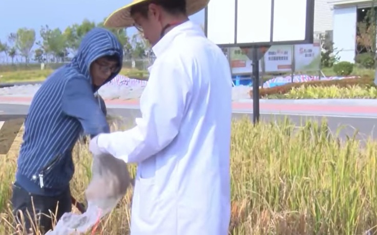 Trung Quốc trồng lúa chịu mặn thành công, có thể nuôi sống 80 triệu người