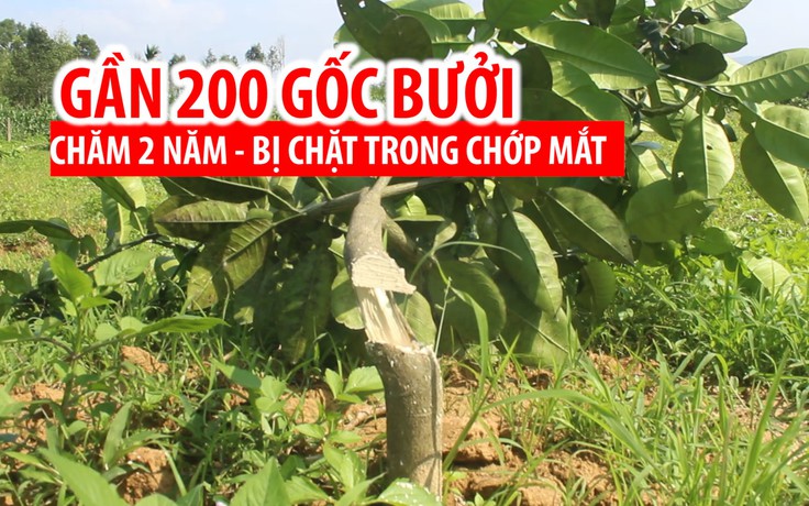 Khởi tố vụ chặt phá gần 200 cây bưởi