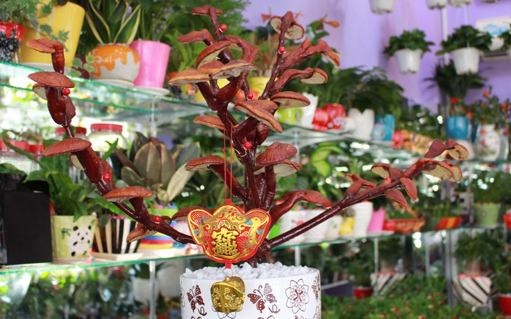 Người Sài Gòn ‘săn’ nấm linh chi bonsai cho Tết