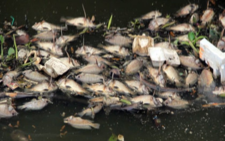Video: Cảnh vớt hàng chục ngàn con cá chết trên kênh Nhiêu Lộc