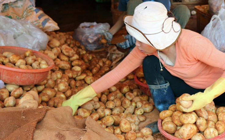 Cách giúp bạn phân biệt rau củ Trung Quốc và Việt Nam dễ dàng