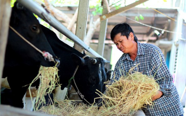 Video: Cảnh lấy sữa bò tươi chỉ biết trộn cám cho heo, bê uống