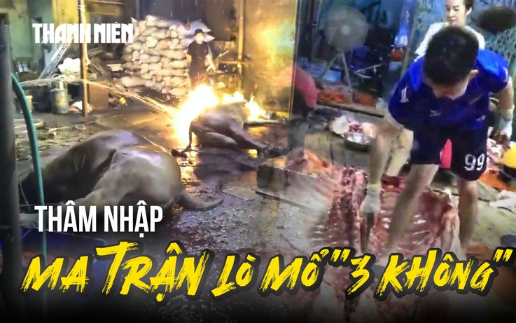 Thâm nhập những lò mổ '3 không': Sốc với cảnh 'hóa kiếp' trâu bò trên nền đất 