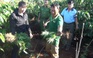 Phát hiện trong rẫy cà phê có hơn 100 cây cần sa được trồng trái phép