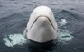 ‘Cá voi gián điệp Nga’ xuất hiện ngoài khơi Thụy Điển