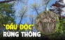 Kẻ xấu ‘đầu độc’, triệt hạ rừng thông gần 40 năm tuổi ở Quảng Trị