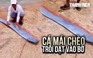 Cá mái chèo dạt bờ biển Ninh Thuận, người dân giải cứu bất thành