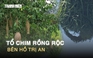 Kỳ thú hồ Trị An: Mùa chim rồng rộc làm tổ