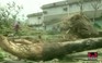 Bão Sandy tràn vào Cuba, 11 người chết