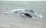 Cận cảnh giải cứu cá voi hiếm tại Mỹ