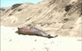 Cá heo chết hàng loạt ở Peru