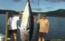 Câu được cá ngừ nặng 335 kg