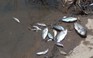 Cá chết đầy đồng ở Đà Nẵng