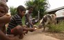 Lợn gây náo loạn giao thông tại Úc