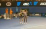 Djokovic và Serena Williams nhảy Gangnam Style ở Úc mở rộng 2013