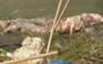 Hơn 1.200 xác heo chết ở sông Hoàng Phố