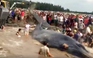 [VIDEO] ‘Giải cứu’ cá voi nặng hơn 10 tấn mắc kẹt ở biển Nghệ An