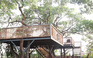 Chiêm ngưỡng quán cà phê độc lạ nằm trên cây điều ở Đắk Lắk