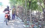 Người Sài Gòn thu tiền tỉ nhờ bán cả trăm gốc mai bonsai sau tết