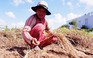 Đào rễ cỏ tranh kiếm nửa triệu/ngày ở Sài Gòn nuôi hai con ăn học