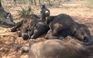 Vừa giải tán đội bảo vệ voi, 87 con bị giết lấy ngà ở Boswana