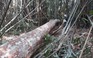 'Thảm sát' ươi rừng: Bảo vệ rừng tiếp tay?