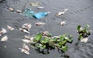 Cá chết trên hồ Nguyễn Du đã hơn 10 ngày, chính quyền vẫn chưa kiểm tra