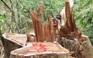 Truy nã hai nghi can cầm đầu vụ phá rừng lim cổ thụ tại Quảng Nam