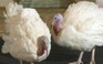 Gặp đôi gà tây được Tổng thống Trump 'ân xá'