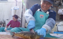 Nhật lo khan hiếm đặc sản cá nóc do biến đổi khí hậu