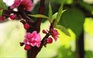Hoa mai, hoa đào nở ra từ đất sét chào đón xuân Canh Tý