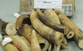 Lại phát hiện số lượng lớn ngà voi nhập lậu từ châu Phi