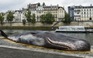 “Cá voi” xuất hiện trên bờ sông Seine