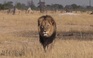 Cecil, vua sư tử châu Phi ở Zimbabwe