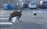 Chó thật ‘đấu’ với chó robot