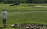 Cá sấu ‘khủng’ bò nghênh ngang qua sân golf