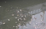 Cá chết nổi khắp kênh Nhiêu Lộc - Sài Gòn