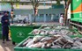 TP.HCM lập tức công bố nguyên nhân 14 tấn cá chết kênh Nhiêu Lộc